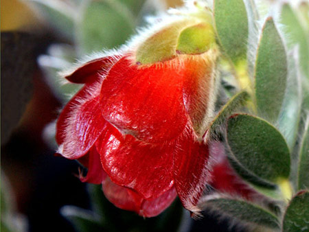 Marsh Rose | Cape Whale Coast